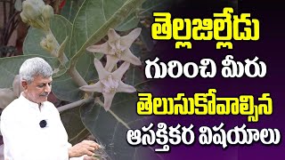 తెల్ల జిల్లేడు చెట్టు ఉపయోగాలు | Anjaneya Raju Herbal Farm Tour | Tella Jilledu Plant |@iDreamDoctor