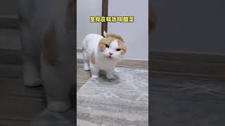 76 道明寺过来 #萌猫  #大橘为重  #夹子音