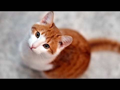 Is It Safe to Let Your Cat Go Outside? | Cat Care Is It Safe to Let Your Cat Go Outside? | Cat Care
