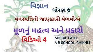 ધોરણ 6, વિજ્ઞાન, પાઠ 7 વનસ્પતિની જાણકારી, મૂળનું મહત્વ અને પ્રકારો, MITTAL PATEL