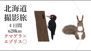 北海道、野生動物を撮影する旅,４日間620km（エゾリス編）