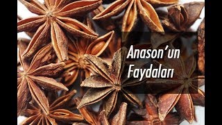 Yağlardan Kurtulmak İçin Anoson Bİtkisi