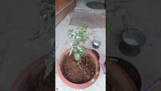 Planting my Tulsi plant #plantlovers #tulsi