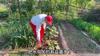 往菜根部追肥，需要注意两点