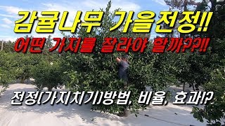 감귤나무 가을전정(가지치기)!! : 어떤 가지를 잘라야 할까??!! 가지치기 방법, 가지치기 비율, 가지치기 효과