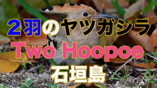 【３月の出会い】ヤツガシラ２羽に出会えました。Two hoopoe