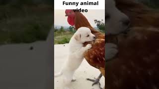 🐓best funniest Animals viedo 2022||funny dog video 🐕