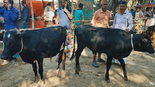 @আজ ২১ ডিসেম্বর ২৪ | ক্রস,ফ্রিজিয়ান ষাঁড় বাছুর গরুর দাম | আফতাবগঞ্জ হাট | দিনাজপুর