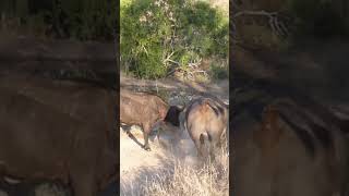 Lion Gored by Buffalo in Intense Battle!