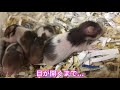 ハムスター　生後10日～12日目・・・巣の外へお散歩！　hamster　หนูแฮมสเตอร์　criceto　倉鼠　take a walk