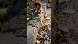 Sevimli Sincap | Cute Squirrel