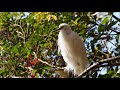 2017 東京　井の頭公園　紅葉