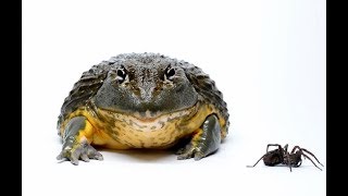 Fat Frog Inhales Massive Wolf Spider!