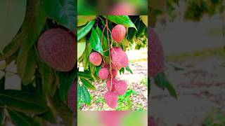 #16:🍓গোলাপী রঙের লিচু l🍓সাহি🍓বোম্বাই লিচুl #lichu #fruit🍓#litchi#lychee🥰#vegetables #ফল#লিচু#MoFa🍓