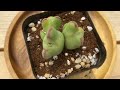 conophytum bilobum l 코노피튬 l 빌로붐