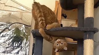 Cats Causing Chaos