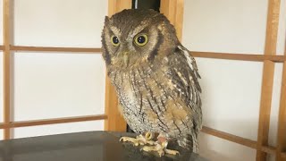 除夜の鐘を聞くフクロウ　Owl listening to the bell