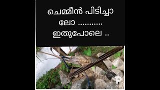 Fishing... കൊഞ്ച് വെള്ളത്തിൽ നിന്നും കുത്തി എടുക്കുന്നത് കണ്ടിട്ടുണ്ടോ  ?