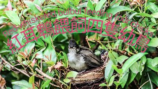 4K60 紅耳鵯餵飼四隻幼鳥 Red-whiskered bulbul feeding four young birds