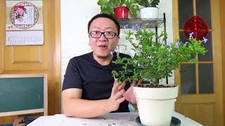 采光好的阳台，种这种花更有成就感 【坤哥玩花卉】