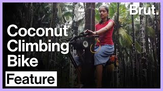 A Bike Ride On Coconut Trees