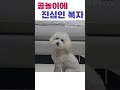 공놀이에 진심인 복자 ㅋㅋㅋ shorts 공놀이