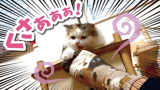 ご主人の足がくさすぎてヤバい猫動画になりました【おしゃべりする猫】 【猫アテレコ】