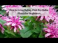 3 easy tips for growing balmy pink bee balm plants for beginners