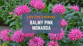 3 Easy Tips for Growing Balmy Pink Bee Balm Plants for Beginners