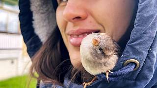 This Sparrow Was Rescued and Decided to Stay Forever