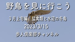 野鳥を見に行こう2023年3月上旬　ミサゴ、ハイイロチュウヒ、チョウゲンボウ、ヘラシギ、ミヤコドリ、ウミアイサ、カンムリカイツブリ、ハシビロガモなど