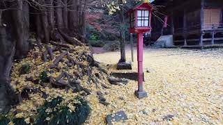 2022_12_05 埼玉県岩殿観音正法寺の大銀杏より。