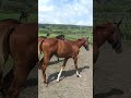 オルフェーヴルの子供🐴ダンカークの子供🐴現役２歳馬🏇