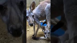 【愛媛県とべ動物園】カンガルー舎のアイドル💕キマメの仔アマメ🦘　#shorts