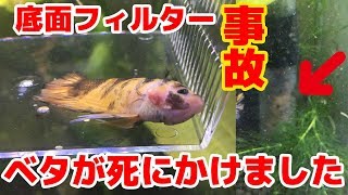 【鯉ベタ】狭い所が好きな鯉ベタさんに悲劇が・・【アクアリウム】