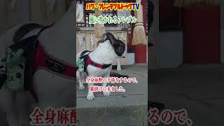 神社で風に吹かれる犬　フレンチブルドッグ『ぶーちゃん日記』Frenchbulldog From Japan