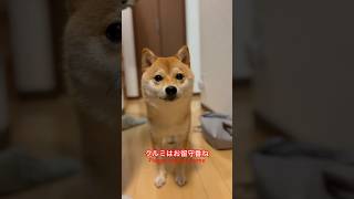 クルミ お留守番をお願いされた🥲🥲 #しばいぬ #まめしば #豆柴 #shibainu#mameshiba #まめしばのいる暮らし #dog#豆柴くるみ#癒し#くるみ#クルミ#ショック