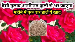 गुलाब से अधिक फूल लेने के लिए डाले येखाद Rose plant growing tips.गुलाब के पौधे की देखभाल Rose गुलाब