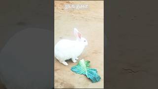 Why This White Rabbit is Eating Cabbage#youtubeshorts #video