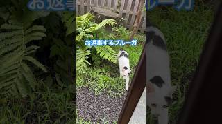 ネコと子ネコとおじさん　お返事する朝帰りブルーガ‼️ #shorts #cat #cats #猫 #ブルーガ #猫動画 #猫ミーム #猫のいる暮らし #ねこ