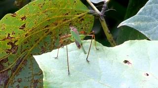 アシグロツユムシ Phaneroptera nigroantennata のオスとメス 2013-09-19 仙台市青葉山