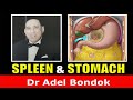 Spleen and Stomach, Dr Adel Bondok Anatomy Channel