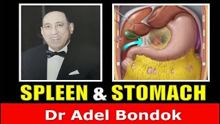 Spleen and Stomach, Dr Adel Bondok Anatomy Channel