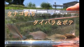 【淡水小物釣り】6月末　里川でタイリクバラタナゴとアブラボテげっと‼