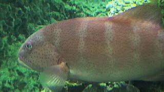 スジアラ　Red-spotted rockcod,Blue spotted grouper　Plectropomus leopardus