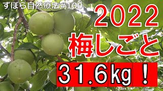 2022年の梅仕事は31.6㎏！　ずぼら自然療法#100