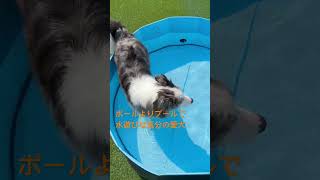 ボールよりプールで水遊びな気分の愛犬#shorts #cute #犬#ボーダーコリー #dog #bordercollie