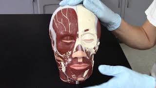 TJs Anatomy - 223 Lab 4 (Axial Muscles)