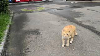 白キジ猫「おい茶トラ、公園にお客様が来た時はこうやって甘えるんだぞ」後輩の前で実践する野良猫