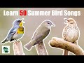 Learn 50 Summer Common Backyard Bird Songs and Calls (Eastern United States)